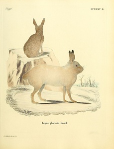 Arctic Hare