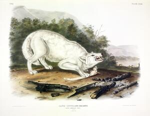 Arctic Wolf
