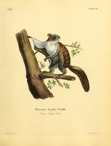 Arrow Tailed Flying Squirrel