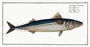 Atlantic Boston Mackerel