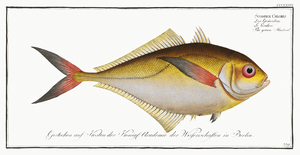 Atlantic Bumper