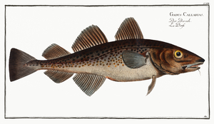Atlantic Cod 2