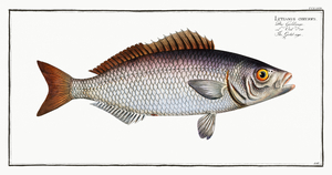 Atlantic Goldface Tilefish