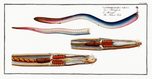 Atlantic Hagfish