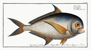 Atlantic Pomfret Ray s Bream