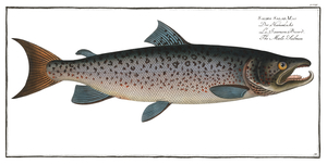 Atlantic Salmon