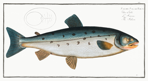 Atlantic Salmon 3