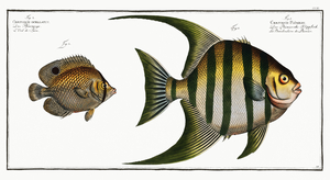 Atlantic Spadefish and Spotfin Butterflyfish