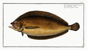Atlantic Spotted Flounder
