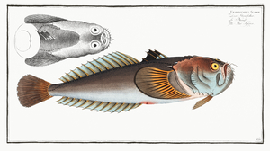 Atlantic Stargazer