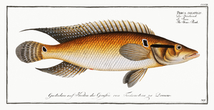Atlantic Striped Bass