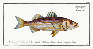 Atlantic Striped Bass 2