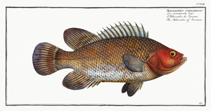 Atlantic Tripletail