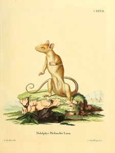 Australian Bandicoot