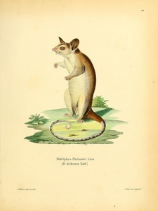 Australian Bandicoot