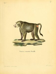 Baboon