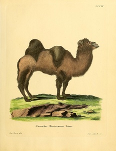 Bactrian Mongolian Camel