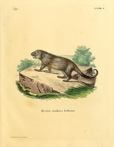Bahia Porcupine
