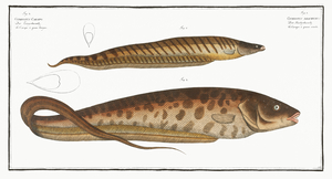 Banded Knifefish