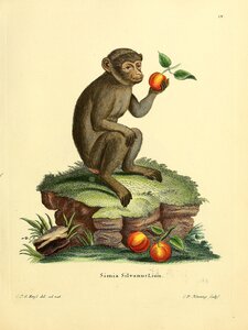 Barbary Macaque Ape Print