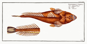 Bartail Flathead