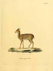 Bates s Pygmy Dwarf Antelope