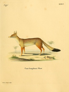 Bengal Fox