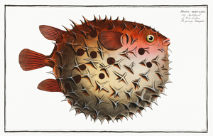 Birdbeak Burrfish Pufferfish