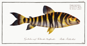 Black Banded Leporinus