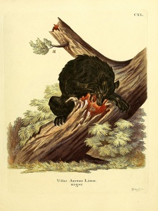 Black Bear