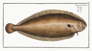 Black Dover Sole