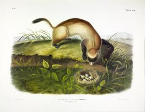 Black Footed Ferret