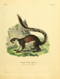 Black Giant Squirrel