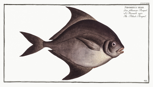 Black Pomfret