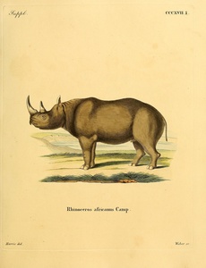 Black Rhino