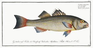 Blackspotted Croaker Black Jewfish