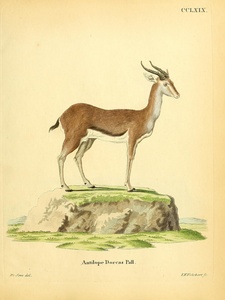 Blesbok or Blesbuck