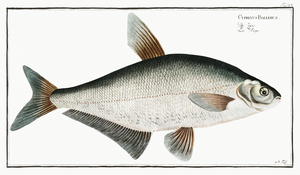 Blue Bream Zope