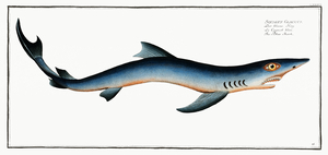 Blue Shark
