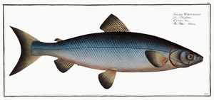 Blue Whitefish