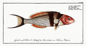 Bluehead Wrasse