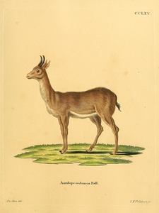 Bohor Reedbuck