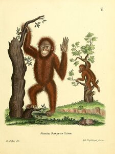 Bornean Orangutan 2