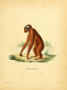 Bornean Orangutan 3