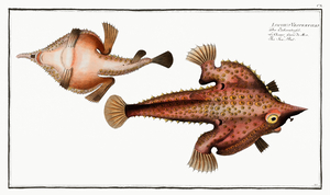 Brazilian Batfish Seadevil