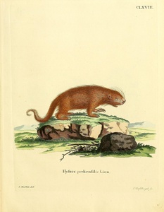 Brazilian Porcupine