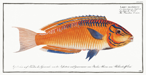 Brazilian Wrasse