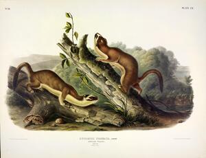 Bridled Weasel