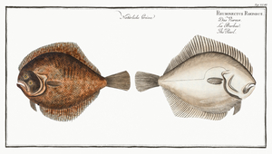 Brill Turbot