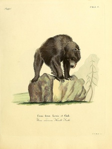 Brown Bear
